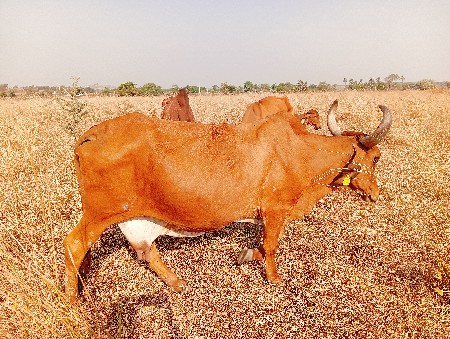 ગાય વેચવાની છે