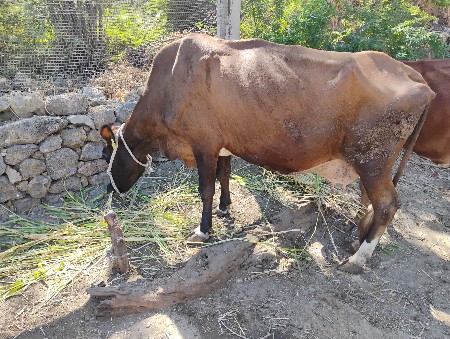 ગાય વેચવાનિછે એસફ ક્રોસ