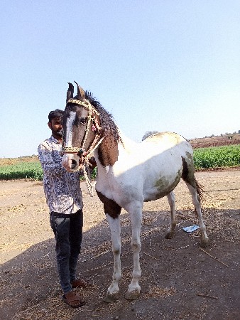 ઘોડી વેસવાની છે