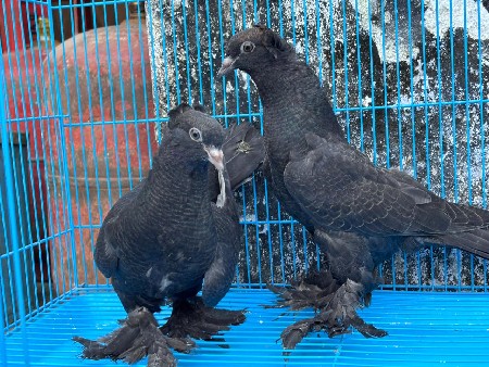 ફેન્સી કબૂતર