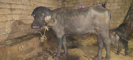 પાડો વેશાવાનો