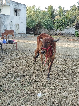 थंबनेल 3