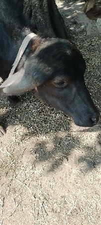 આ પાડો વેચવાનો છે