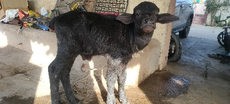 થંબનેલ 3