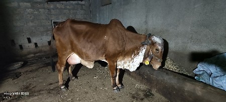 થંબનેલ 2