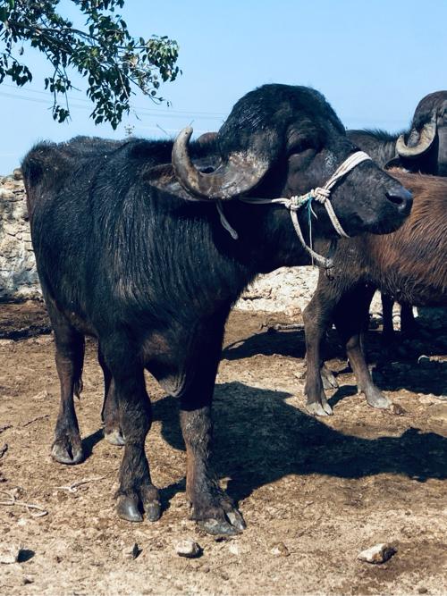 પાડો વેચવાનો છે .45000 કીમંત