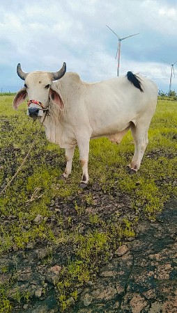 થંબનેલ 2