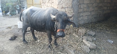 ભેશ વેચવાની છે