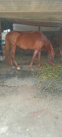 ઘોડોવેચવોનથી સાટેસારીઘોડીકલરવારી