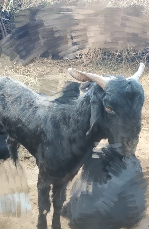 બોકડો 25000