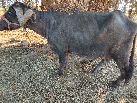 ભેંસ વેચવાની છે