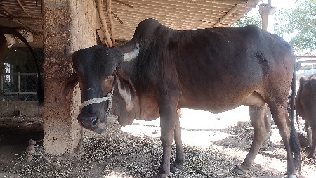 ગાય વેચવાની છે