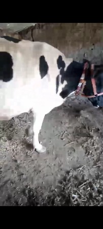 2 jarsi gayu vechavani se