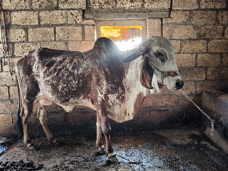 थंबनेल 3