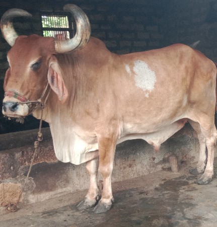 બરદ વેચવાનો છે