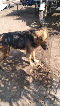 જર્મન શેફર