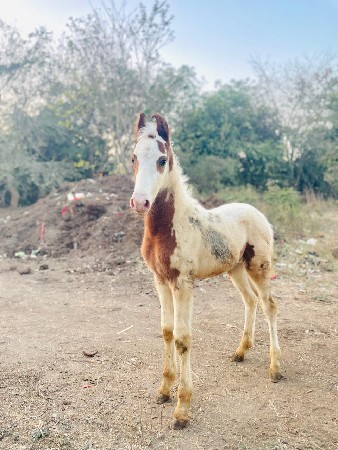 थंबनेल 3