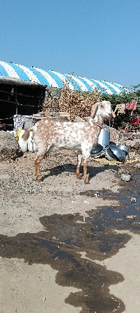 પોરબંદર જિલ્લો કુતિયાણા તાલુકો