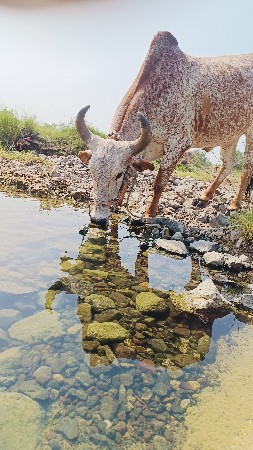 વેચ વા ના છે