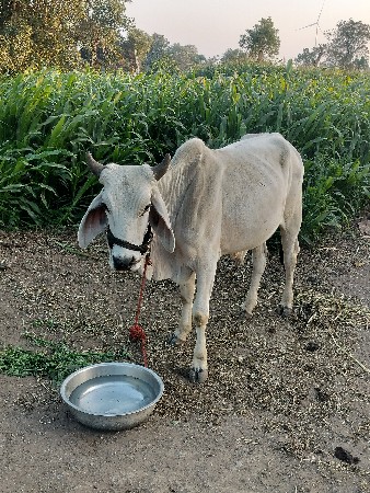 વેચવા નો છે