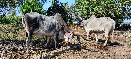 વેચવાના સે 
મો. 9913071663