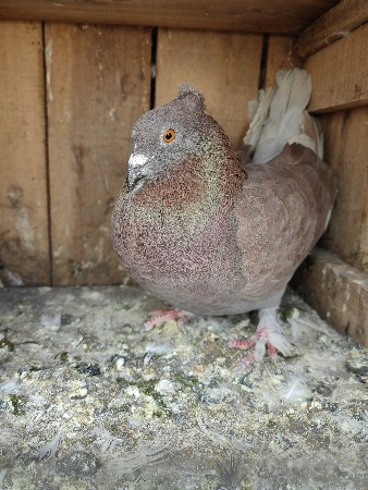 थंबनेल 3