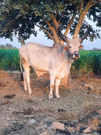 थंबनेल 2