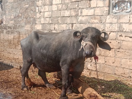 थंबनेल 2