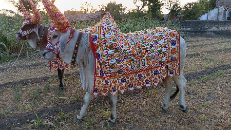 બળદ નો સણગાર જુલ બનાવી આપી સુ