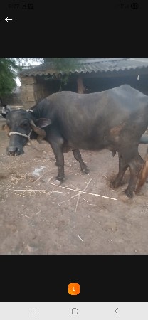 थंबनेल 3