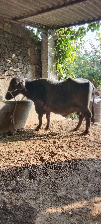 ભેંસ વેચવાની છે