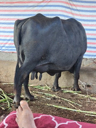 થંબનેલ 2