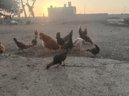 10 ચાલુ ઈંડા વાળી 16 પાઠા