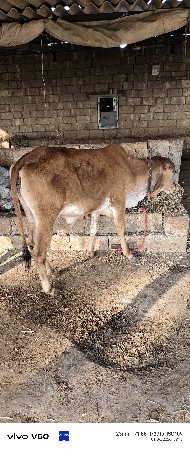 વાસડી વેશવા ની સે