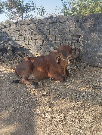 થંબનેલ 2