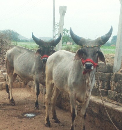 ગોઢલા વેસવા ના છે