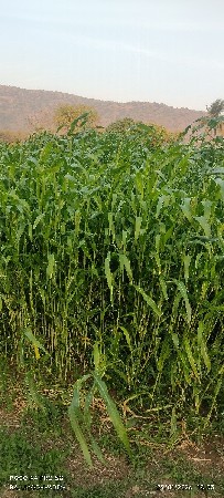 ઉભી લીલી જુવાર વેચવાની છે.
