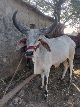 थंबनेल 2