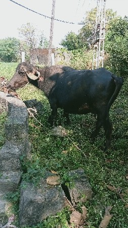 थंबनेल 2