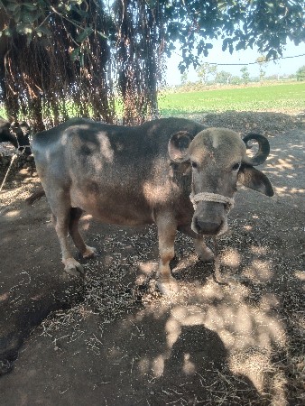 थंबनेल 3