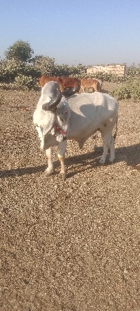 थंबनेल 3