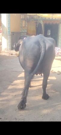 થંબનેલ 3