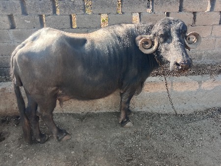 ભેંસ વેચવા ની છે