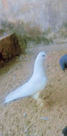 સફેદ કબોતરની જોડી વેચ્ચવા નો છે