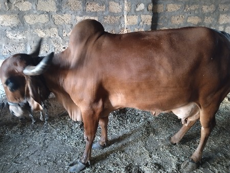 थंबनेल 3