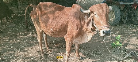 थंबनेल 3