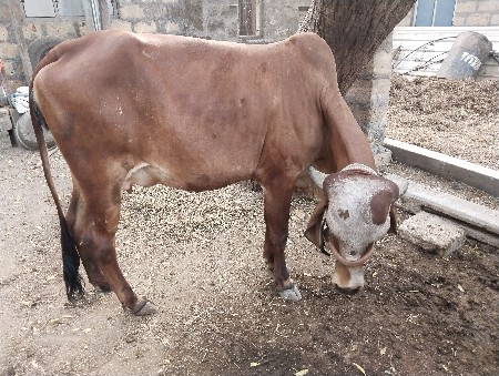 थंबनेल 3