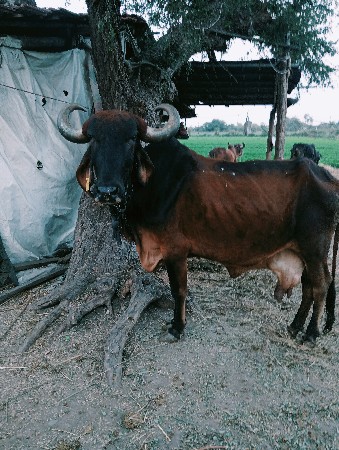 દેશી ગાય આપવાની છે વિહોણી 10.