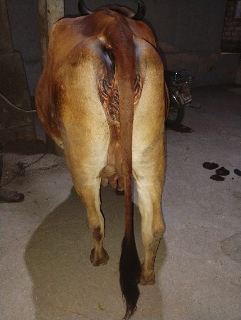 ગાય વેચવાનીછે