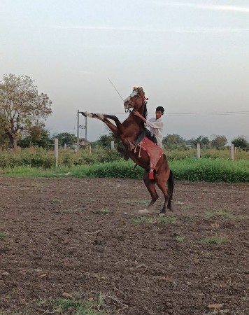 ઘોડો વહેચ વા નો છે